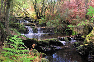 Voyage dans la forêt de Brocéliande